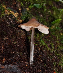 Entoloma brevispermum