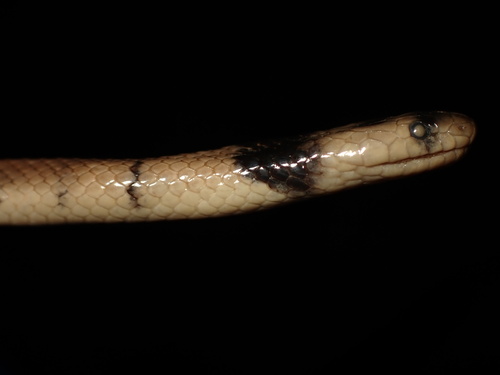 Dark-headed Dwarf Racer