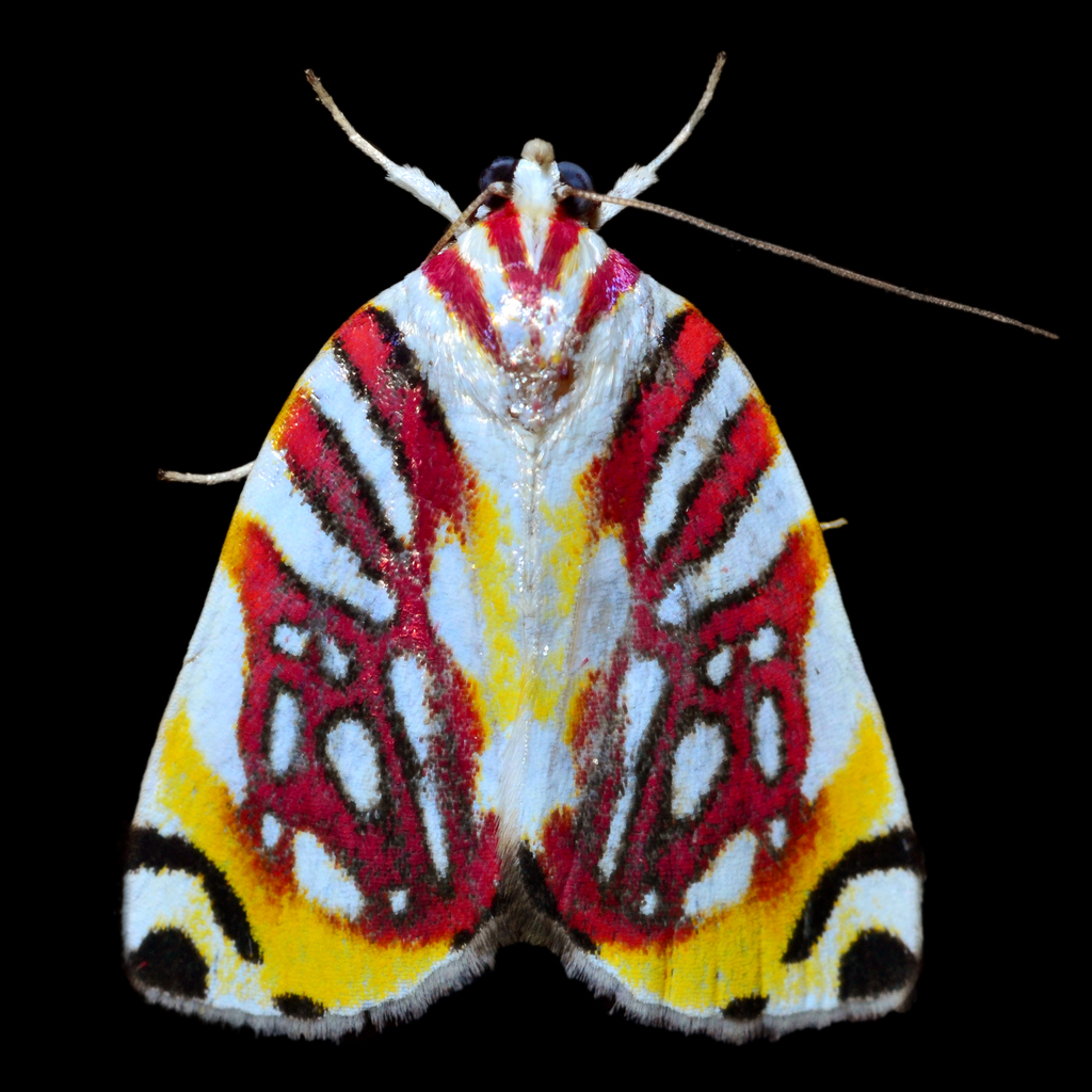 Owlet Moths and Allies