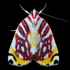 Sinna calospila