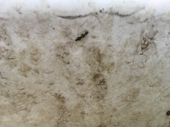 Dryophilocoris flavoquadrimaculatus