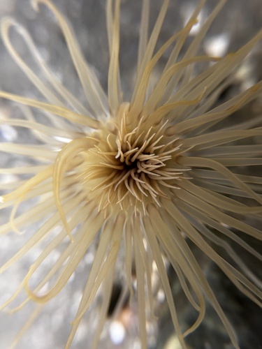 Northern Cerianthid — photo 1