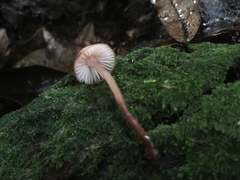 Mycena mariae