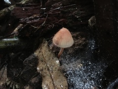 Mycena mariae