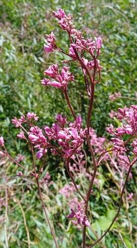 Image of Apocynum lancifolium by (c) Igor Karyakin, some rights reserved (CC BY)