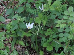 Ornithogalum umbellatum