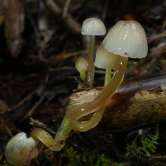 Mycena subviscosa