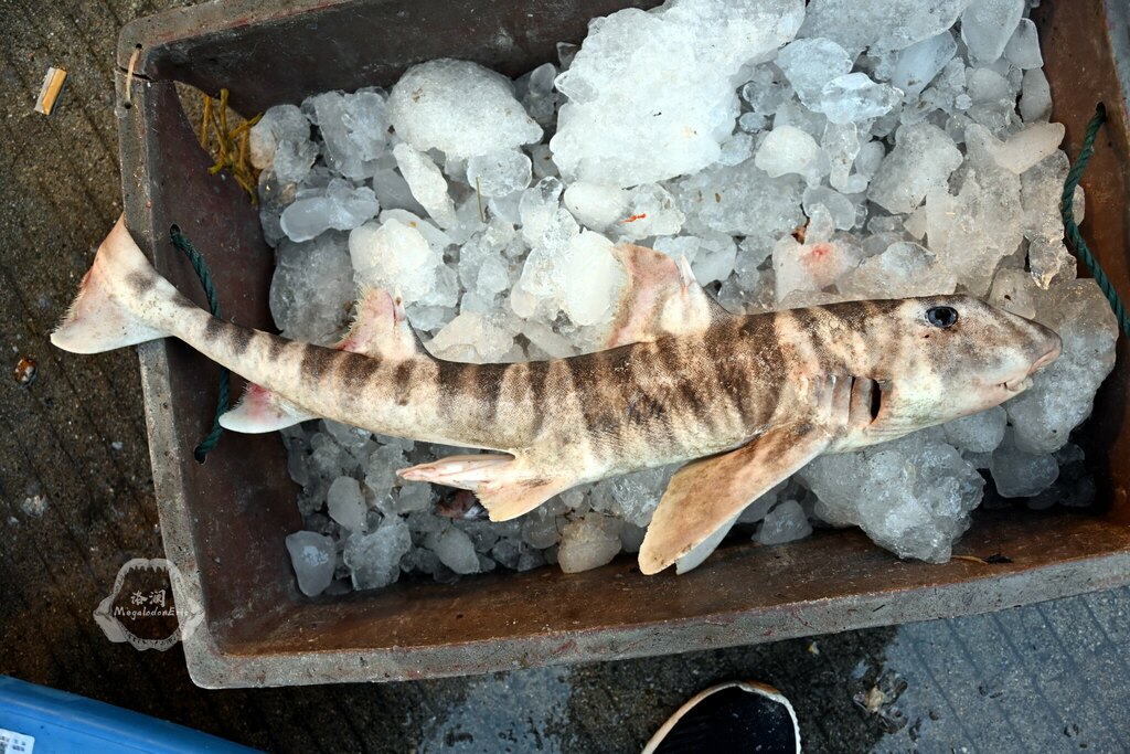 Zebra Bullhead Shark