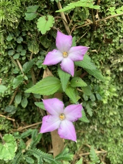 Sarcopyramis napalensis delicata