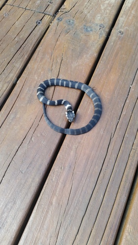 Stephens' Banded Snake sighting