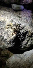 Dolomedes raptor