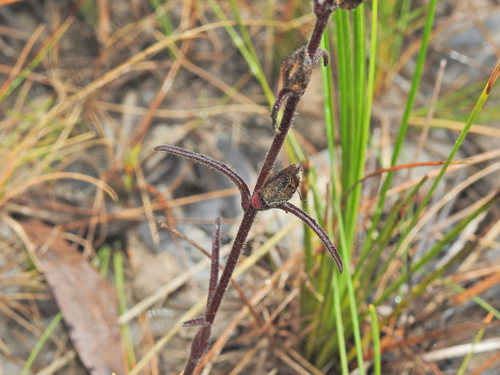 Centranthera hispida (Centranthera hispida)