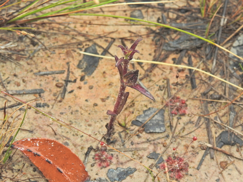 Centranthera hispida (Centranthera hispida)