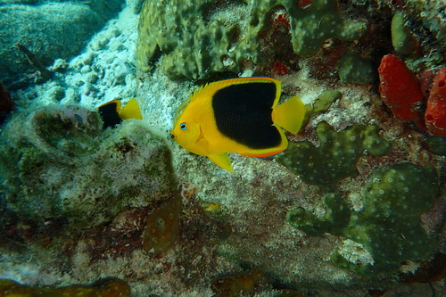 Rock Beauty