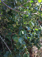 Prunus ilicifolia ilicifolia