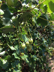 Prunus ilicifolia ilicifolia