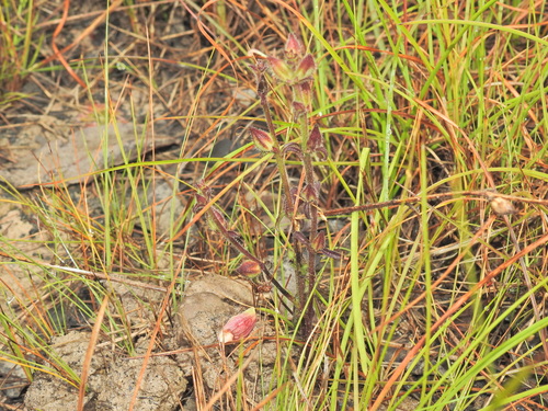 Centranthera hispida (Centranthera hispida)