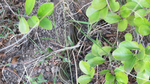 Ornate Girdled Lizard, Zonosaurus ornatus