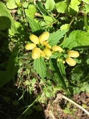 Lamium galeobdolon montanum