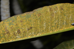 Coleosporium plumeriae