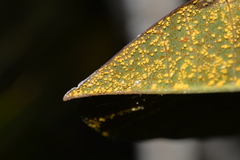 Coleosporium plumeriae