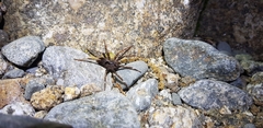 Dolomedes nigrimaculatus