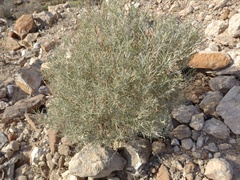 Intermediate Parolinia (Parolinia intermedia)
