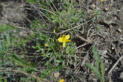 Linum ucranicum