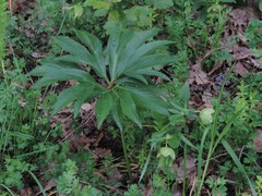 Helleborus bocconei