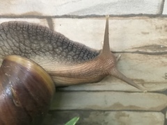 Lissachatina fulica