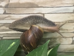 Lissachatina fulica