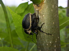 Otiorhynchus vehemens