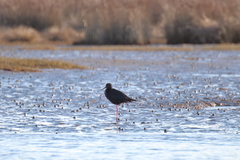 Himantopus novaezelandiae