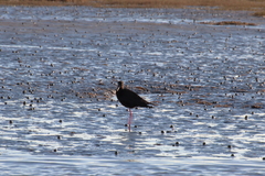 Himantopus novaezelandiae