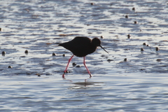 Himantopus novaezelandiae