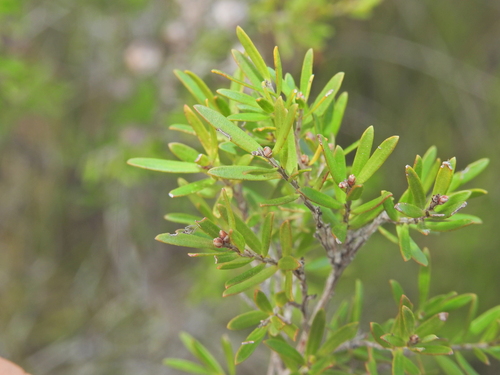 Image of Leptospermum polygalifolium by (c) Scott W. Gavins, some rights reserved (CC BY)
