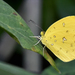 Eurema floricola floricola - Photo (c) CORDENOS Thierry, some rights reserved (CC BY-NC), uploaded by CORDENOS Thierry