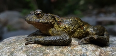 Bufo stejnegeri