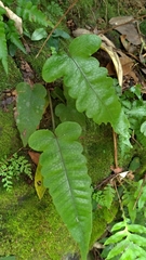 Stegnogramma wilfordii