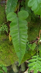 Stegnogramma wilfordii