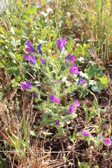 Echium plantagineum