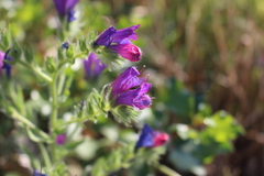 Echium plantagineum