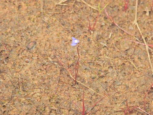 Image of Utricularia limosa by (c) Scott W. Gavins, some rights reserved (CC BY)