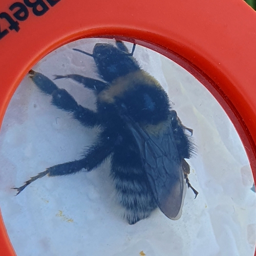 Photo of Short-haired Bumble Bee (Bombus subterraneus)