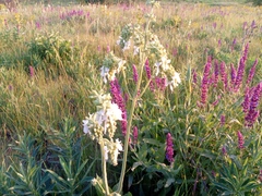 Drooping Sage (Salvia nutans)