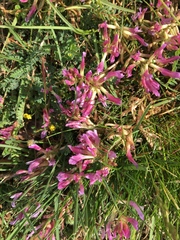 Astragalus monspessulanus monspessulanus