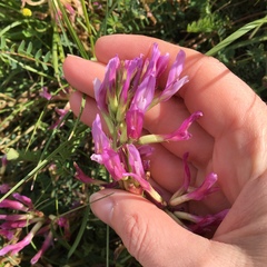 Astragalus monspessulanus monspessulanus