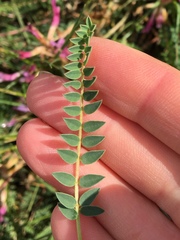 Astragalus monspessulanus monspessulanus