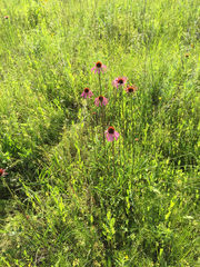Echinacea atrorubens