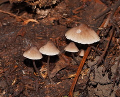 Mycena yuulongicola